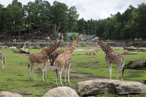 Giraffer i Borås Dyrepark i Sverige