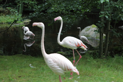 Flamingoer i Borås Dyrepark