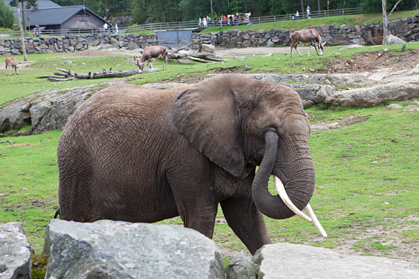 Borås dyrepark har haft afrikanske elefanter siden midten af 1960’erne