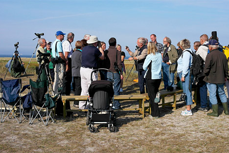 fugleguidning ved Falsterbo fugleguidning ved Falsterbo