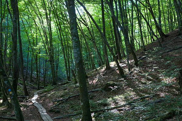 Vandresti i Söderåsens Nationalpark