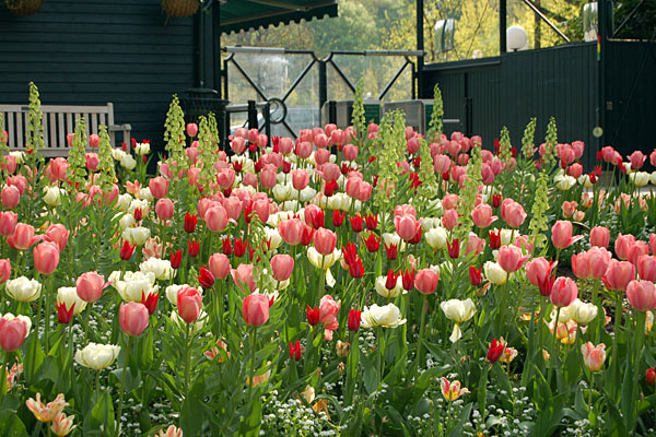 Blomsterhav i Sofiero Slotspark
