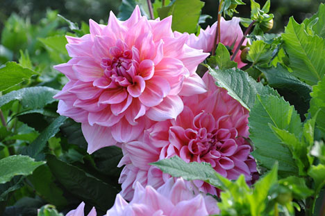 Blomsterhav i Sofiero Slotspark