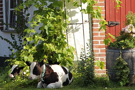 Vores gård ligger 15 km sydøst for Varberg Vores gård ligger 15 km sydøst for Varberg