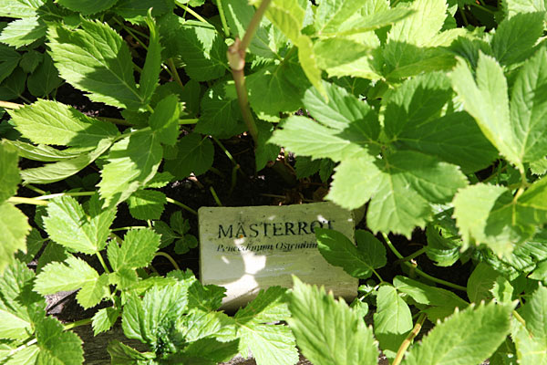 Mesterrod (Peucedanum ostruthium). Svensk: Mästerrot