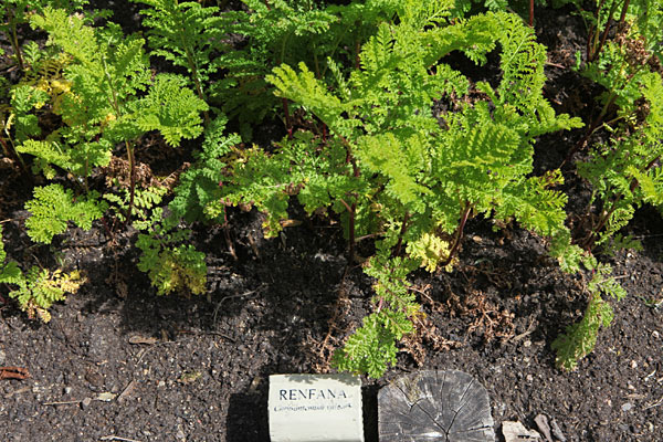 Rejnfan (Chrysantemum vulgare). Svensk: Renfana