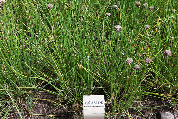 Purløg (Allium schoenoprasum). Svensk: Gräslök