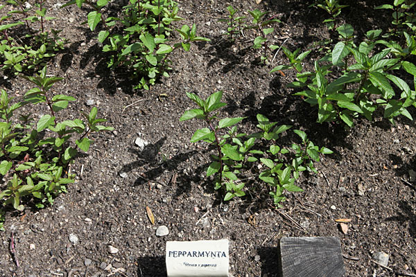 Pebermynte (Mentha ×piperita). Svensk: Pepparmynta