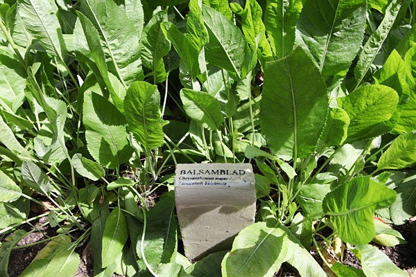 Balsam-rejnfan (Tanacetum balsamita). Svensk: Balsamblad