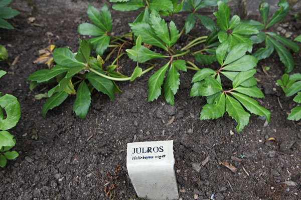 Almindelig julerose (Helleborus niger). Svensk: Julros