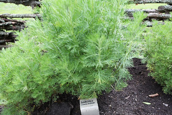 Ambra (Artemisia abrotanum). Svensk: Åbrodd