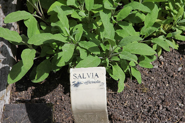 Lægesalvie (Salvia officinalis). Svensk: Kryddsalvia eller Salvia