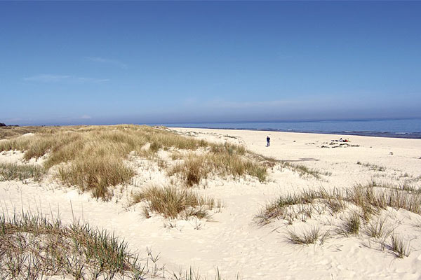 Sandhammaren strand i Skåne Sandhammaren strand i Skåne