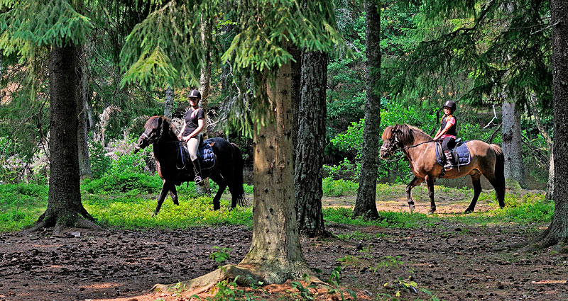 Rid på islandske heste i skoven i Småland