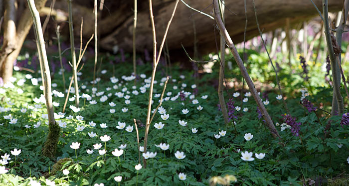 Dalby Söderskog Nationalpark