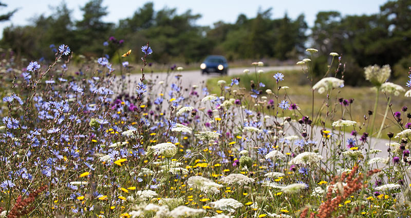 Vejkant med vilde blomster på Gotland