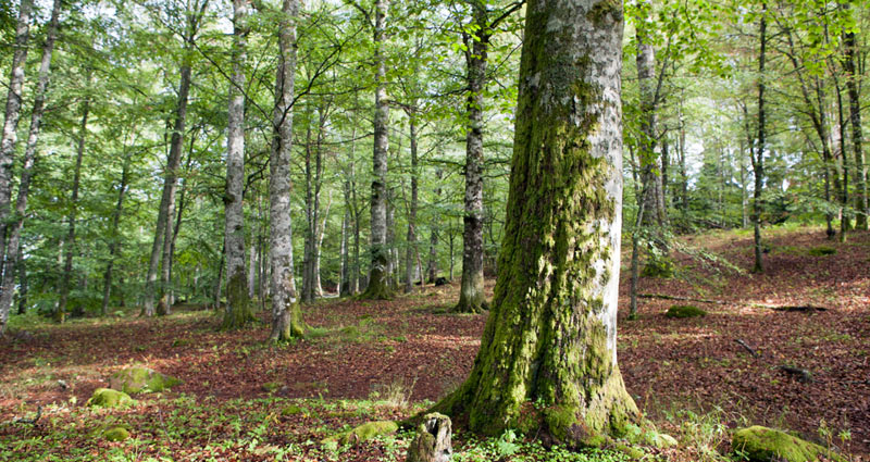 Hissö Naturreservat