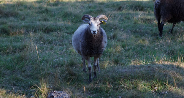 Listershuvud Naturreservat