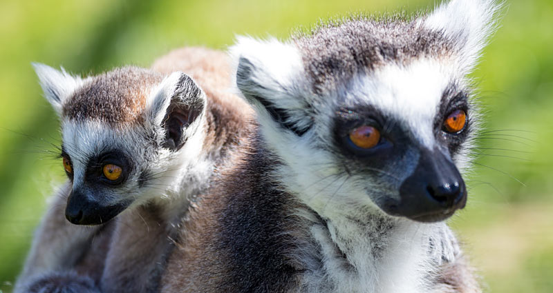 Ystad Dyrepark