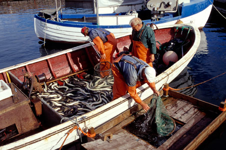 Ålefiskere i havnen