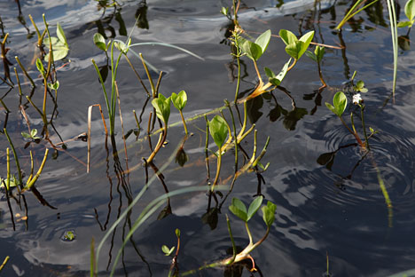 Årshultsmyren Naturreservat