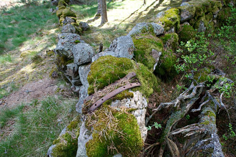 Årshultsmyren Naturreservat