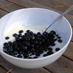 Vilde svenske blåbær i yoghurt