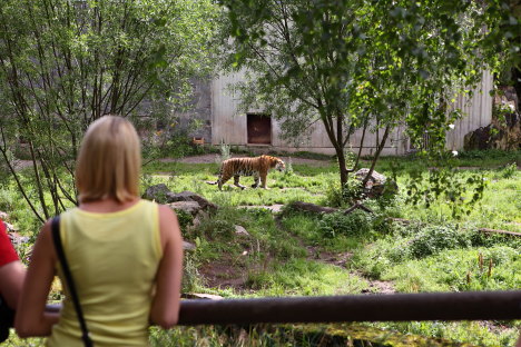 Tiger i Borås Dyrepark