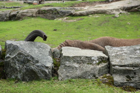 Elefant i Borås Dyrepark