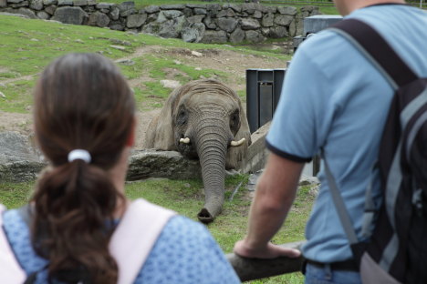 Elefant i Borås Dyrepark