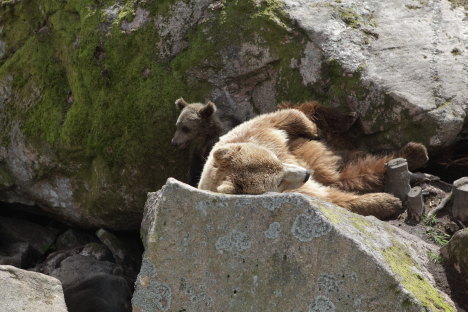 Bjørne i Borås Dyrepark