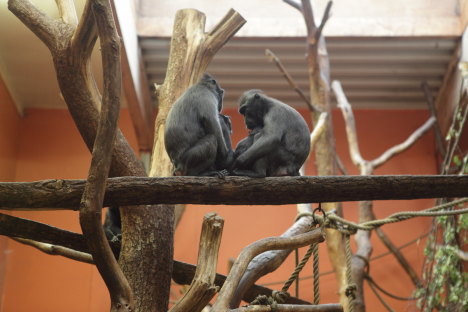 Aber i Borås Dyrepark