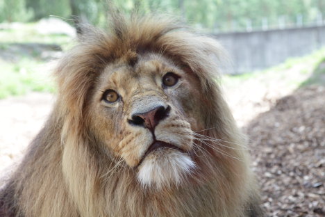 Løve i Borås Dyrepark Løve i Borås Dyrepark