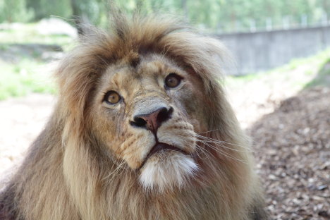 Løve i Borås Dyrepark