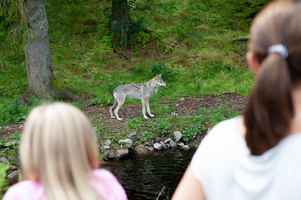 Oplev ulve i Borås Dyrepark, Sverige