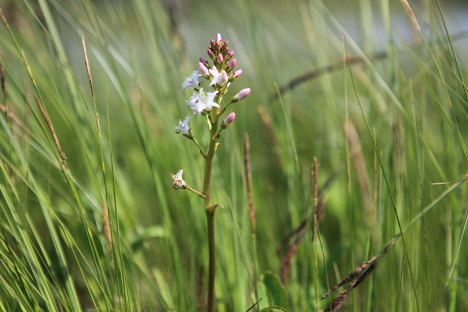 Bukkeblad i Store Mosse Nationalpark