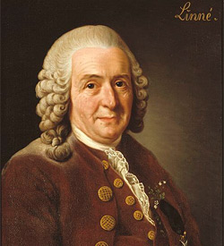 Carl von Linné var bl.a. zoolog og mineralog, men er især kendt som botaniker