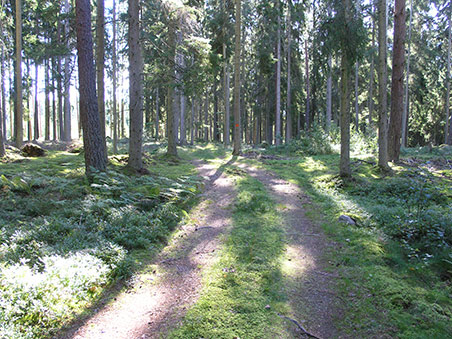 På mountainbike på Utvandrerleden