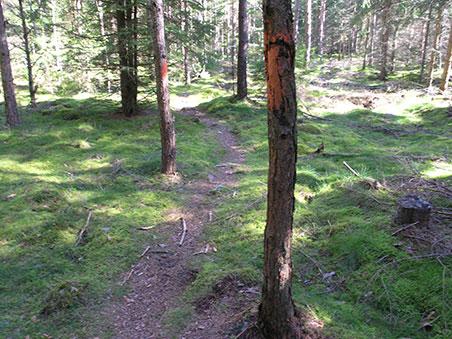 På mountainbike på Utvandrerleden