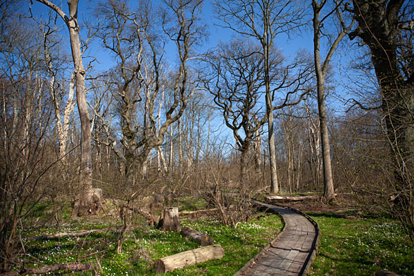 Dalby Söderskog Nationalpark