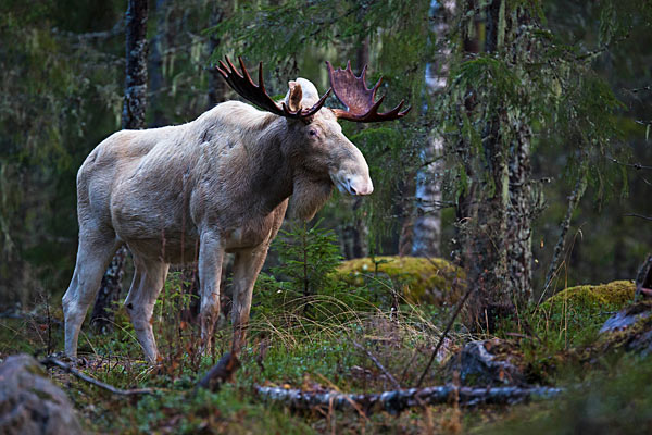 Elgjagt i Sverige Jagt i Sverige