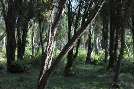 Eneskoven ved Anderstorp