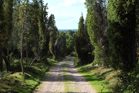 Eneskoven ved Anderstorp