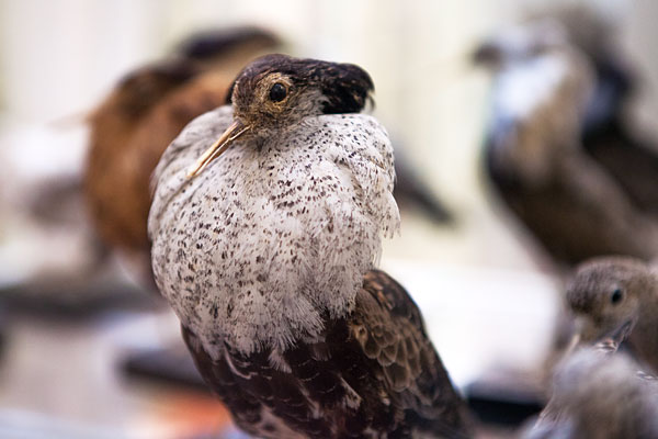 Museets samling af fugle omfatter 1450 fugle fordelt på 330 arter