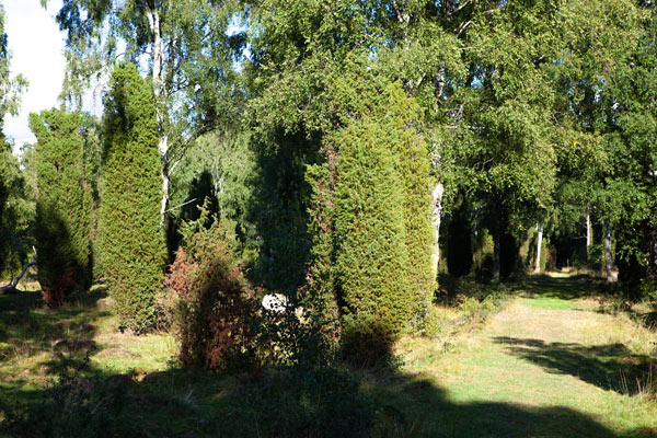 Eneskov i Jällabjär Naturreservat