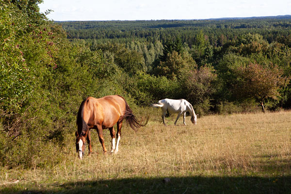 Jällabjär Naturreservat