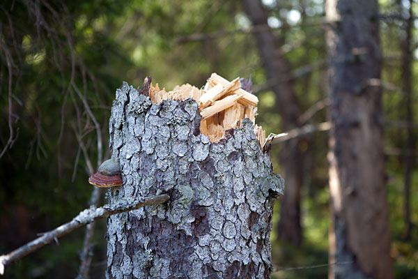 Gölsjömyren Naturreservat efter storm