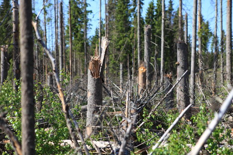 Gölsjömyren Naturreservat efter storm