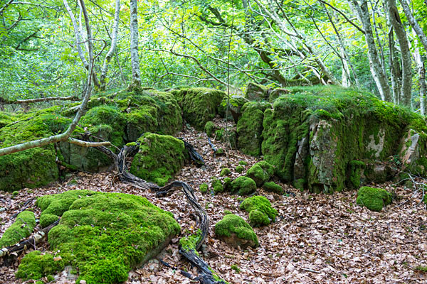 Naturskoven på Hallands Väderö