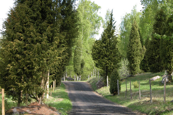 Lille vej i Höö Naturreservat